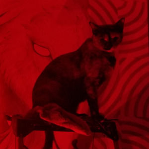 Meet your Posher, Aerica